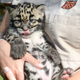 Illustration for article titled Clouded Leopard Toe Beans Are As Cute As Youd Expect